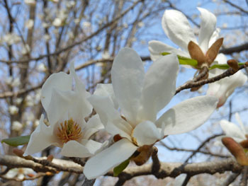 14_0414_kobusi1.jpg
