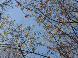 14_0415_yamazakura3.jpg