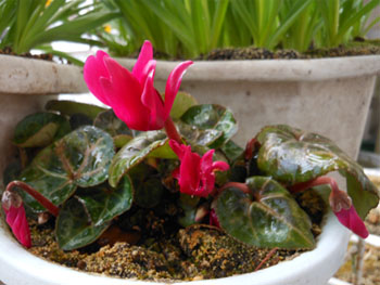 14_0416_m_cyclamen4.jpg