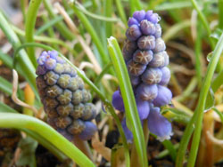 14_0416_muscari1.jpg