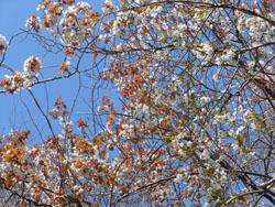 14_0417_y_zakura07.jpg