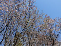 14_0417_y_zakura09.jpg