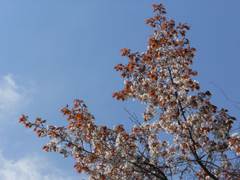 14_0417_y_zakura10.jpg