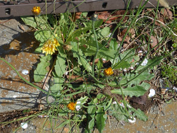 14_0418_tanpopo5.jpg