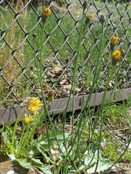 14_0418_tanpopo6.jpg