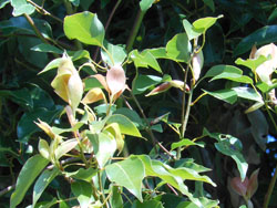 14_0419_kusunoki.jpg