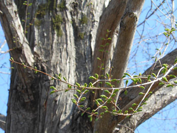 14_0419_metasequoia.jpg