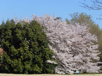 14_0419_sakura.jpg