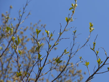 14_0420_egonoki.jpg