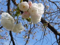 14_0420_yaezakura.jpg