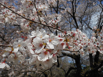 14_0421_sakura.jpg
