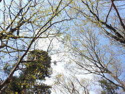 14_0421_zokibayasi1.jpg