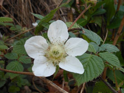 14_0423_kusaitigo.jpg