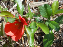 14_0428_kusaboke.jpg