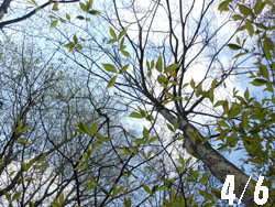 14_0428_mukunoki.jpg