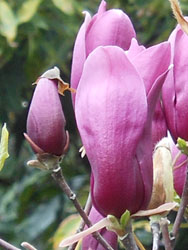 14_0429_mokuren2.jpg