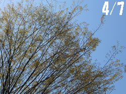 14_0430_keyaki1.jpg