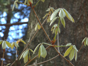 14_0505_konara.jpg