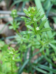 14_0512_yaemugura.jpg