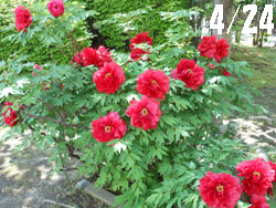 14_0519_botan09.jpg