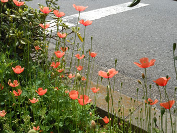 14_0520_nagami_h2.jpg