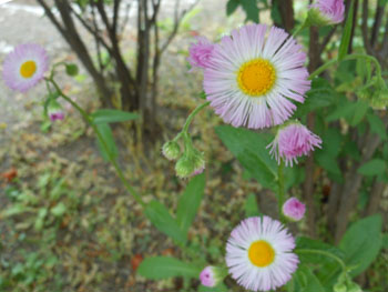 14_0526_harujion.jpg
