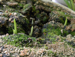 14_0529_calla.jpg