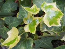 14_0529_hedera.jpg