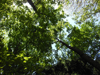 14_0531_zokibayasi1.jpg