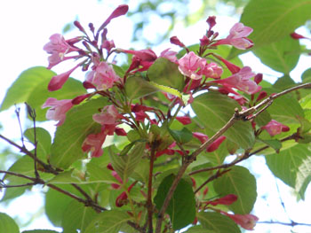 14_0601_tani_utugi1.jpg