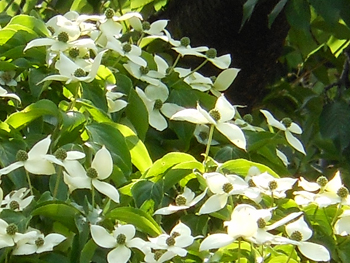 14_0609_yamabosi3.jpg