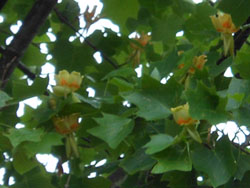 14_0614_yurinoki2.jpg