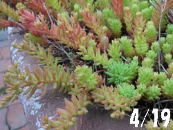 14_0615_sedum1.jpg