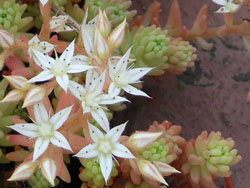 14_0615_sedum3.jpg