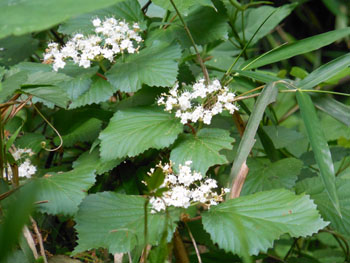 14_0618_gamazumi.jpg