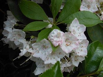 14_0623_kalmia2.jpg