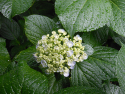 14_0630_ajisai03.jpg