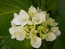 14_0630_ajisai10.jpg
