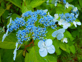 14_0630_ajisai11.jpg