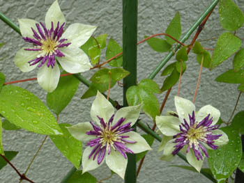 14_0703_clematis.jpg