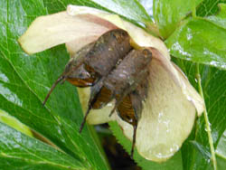 14_0703_helleborus.jpg