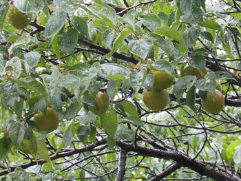 14_0704_ume.jpg