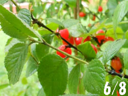 14_0704_yusuraume1.jpg