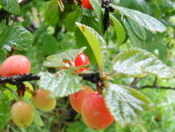 14_0704_yusuraume2.jpg