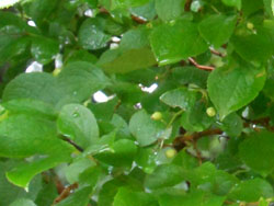 14_0711_sawafutagi.jpg