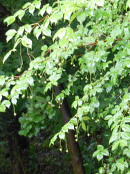 14_0711_turibana.jpg