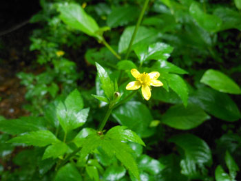 14_0712_kitune_b2.jpg