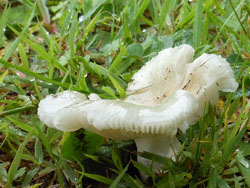 14_0715_kinoko2.jpg