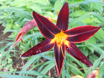 14_0716_hemerocallis1.jpg