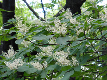 14_0718_ryobu2.jpg